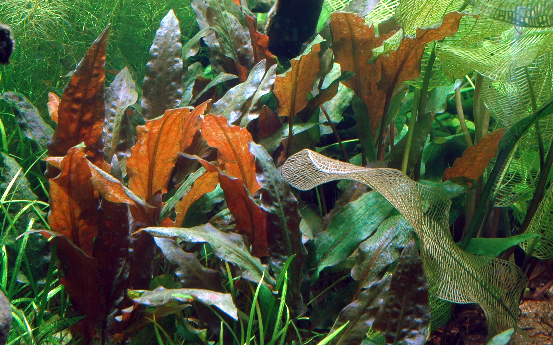 Cryptocoryne wendtii (Cryptocoryne wendtii Mi Oya)